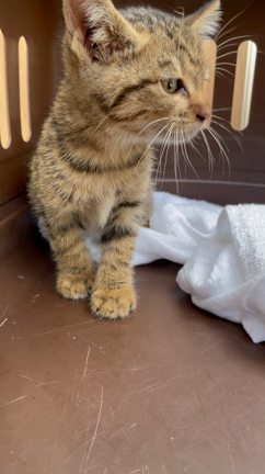 　でておいで！♪の記事動画