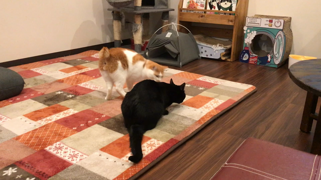 預かりボランティアさんのための「猫の勉強会」の記事動画