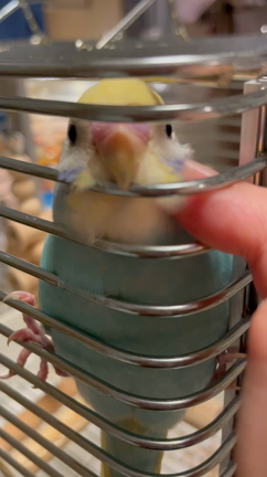 セキセイインコ　鳴き声の謎の記事動画