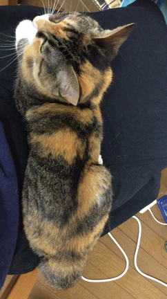 zuboraコーデ/GUでお買い物/猫の首輪と猫に萌え♡の記事動画