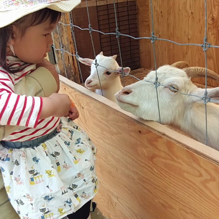 ゴールデンウイークにお休みだなんて…の記事動画