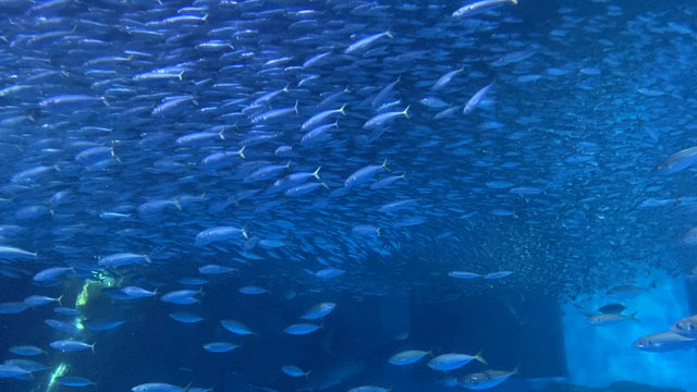 1人で横浜・八景島シーパラダイスに行ってみた　【動画あり】の記事動画