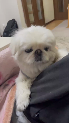 モモちゃんの命日の記事動画