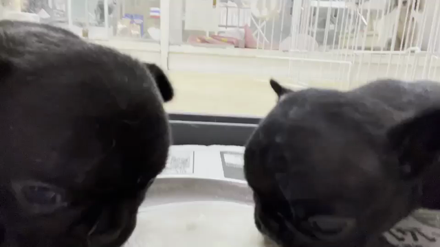 フレブル赤ちゃん離乳食始まりました❣️の記事動画