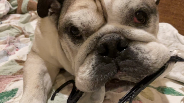 今日もしんちゃんはの記事動画