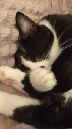 今日のルーちゃんの記事動画