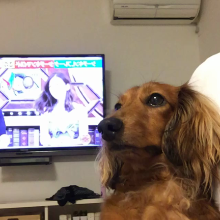 お母さんの声の記事動画