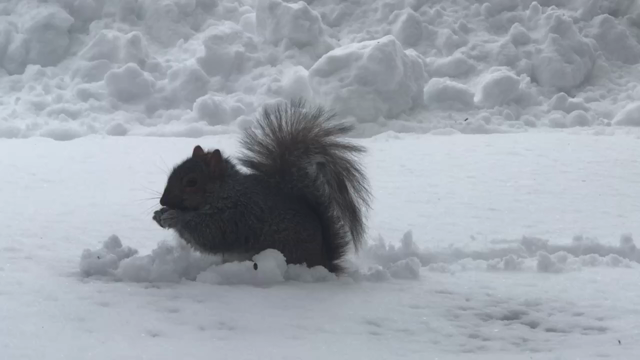 雪 大雪警報発令 なんと一晩で40センチの雪 | 生涯最高の旅をしたい