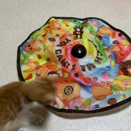 新しいおもちゃの記事動画