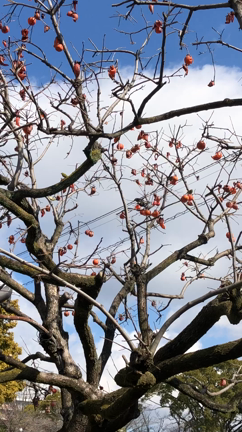 柿の木の今と　鳥と　クーココの記事動画