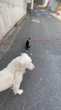 猫ちゃんとニケ仲良く散歩の記事動画