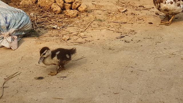 ネパールコロナロックダウン　コロナ疎開V2.0の記事動画