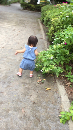 普段のお散歩の記事動画