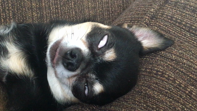 首無し爆睡犬の記事動画