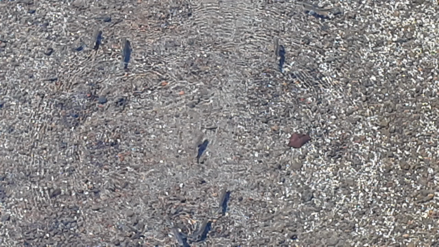 決定的瞬間～～～の記事動画