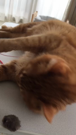 ここちん速報 3の記事動画