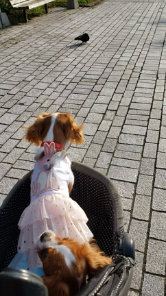 ”姫たん、秋のお出かけ楽しんでね♡”の記事動画