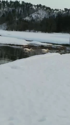 今日はサイド焼き、白鳥もきていました。の記事動画