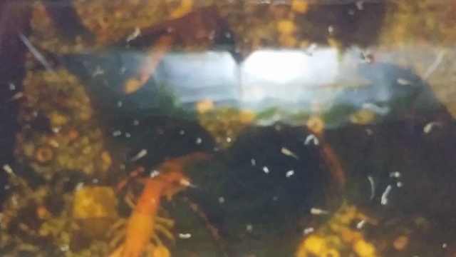 グッピー産まれたの記事動画