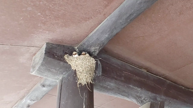 ニッソーのツバメたち♪の記事動画