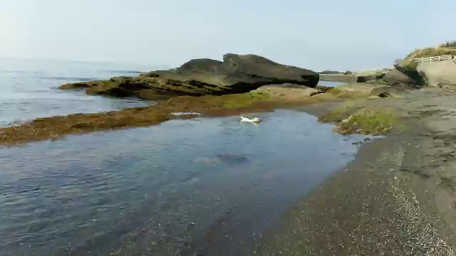 ラッコ？の記事動画