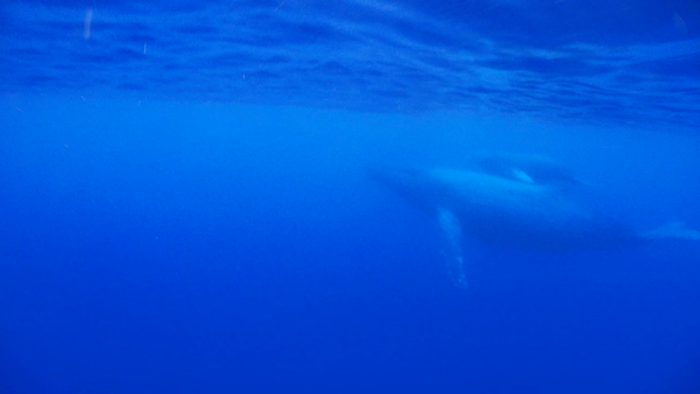 母クジラ 子クジラの記事動画