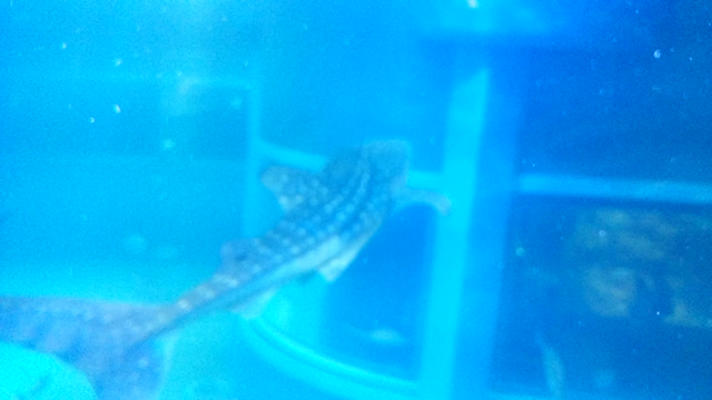 研修旅行★in大阪の記事動画