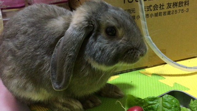 いきなり涼しくなりすぎての記事動画