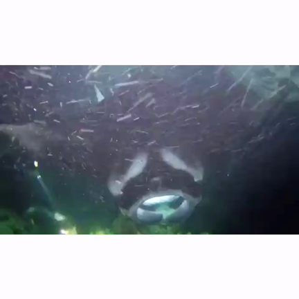 第二創業への想い in カウアイ島の記事動画