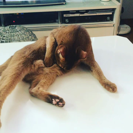 朝しゃん。の記事動画