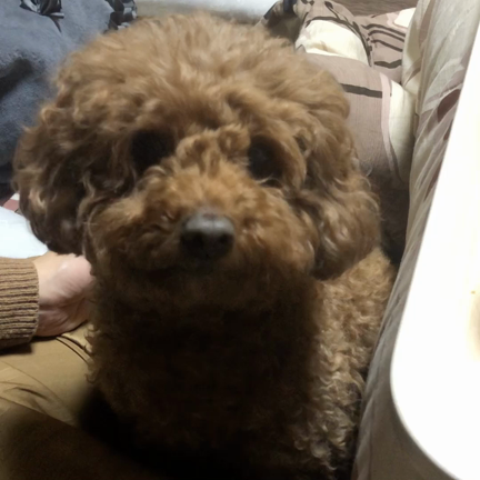 犬と赤ちゃんの記事動画