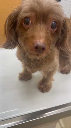 愛犬はもう老犬の記事動画