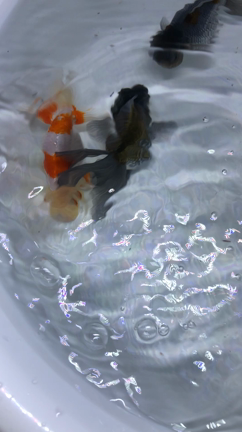 ぼちぼちの記事動画