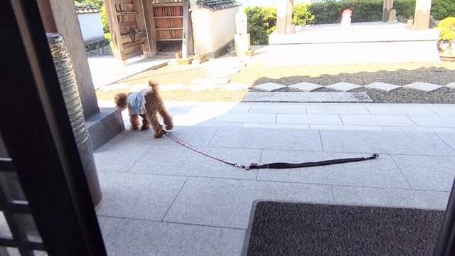 楽しみなお散歩♡の記事動画