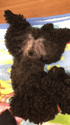 形状記憶ぱっかーんの記事動画