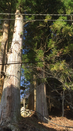 塩原温泉塩の湯✿春の音✿の記事動画