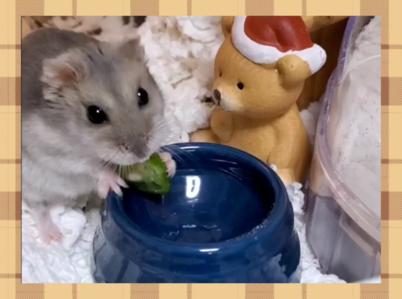 ◇作戦成功ദ്ദി˶ｰ̀֊ｰ́ )ﾌｯ‥まぢか◇の記事動画