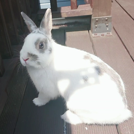 オリアルさんとの生活日記ᕱ⑅ᕱ♥の記事動画