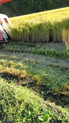 コシヒカリの稲刈りの記事動画