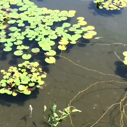 京都小旅行の記事動画