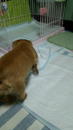 メイちゃんの椎間板ヘルニア  ❹の記事動画