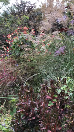 コスモスの記事動画