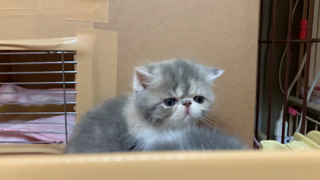 エキゾチックショートヘア ミックス猫ちゃん達の赤ちゃんがいっぱい 子猫のお部屋