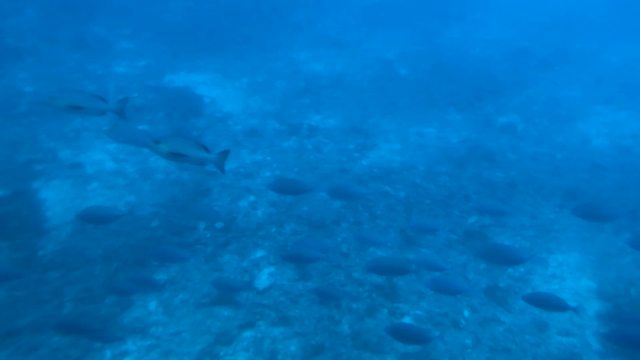 海底はサンゴ礁と魚がいっぱいの記事動画