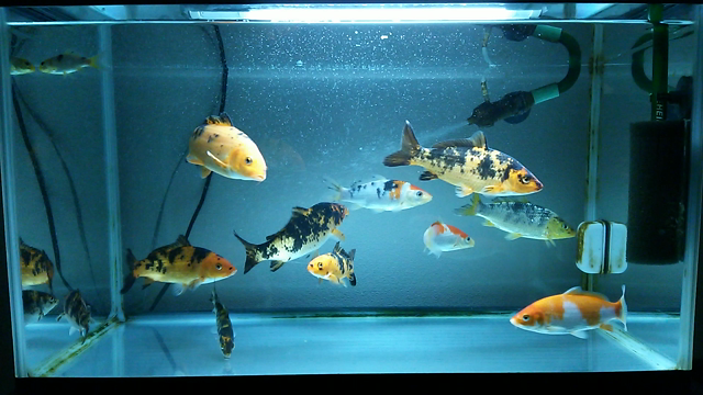 錦鯉水槽の掃除をしました 幼稚園と金魚ちゃん