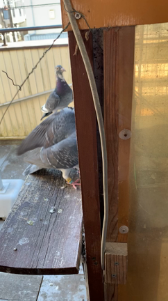 夕方の管理の記事動画