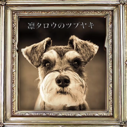 インスタを作ってみましたの記事動画