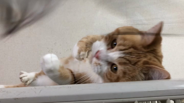 がんもニャンの動画♫の記事動画