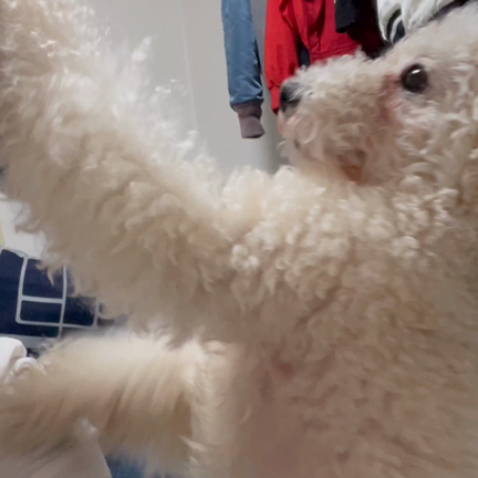 愛犬 MOKOの事..の記事動画