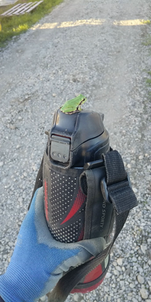 いちご苗無事に完売しました！の記事動画